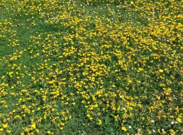 Lotus corniculatus — Bird's-foot Trefoil